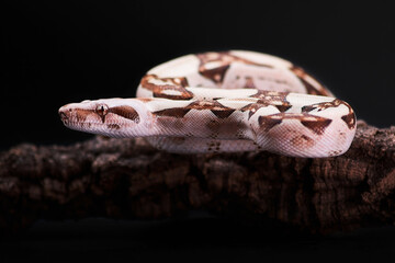 Fototapeta premium Serpent ton beige