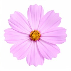 Fototapeta premium Pink Cosmos Flower Isolated on White Background
