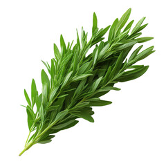 Aromatic fresh tarragon herb sprigs, culinary ingredient for gourmet cuisine