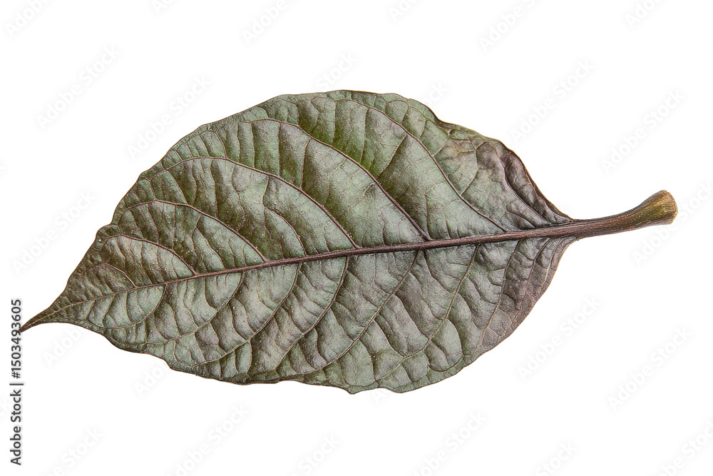 Poster detailed close-up of a dried leaf with a transparent background showcasing intricate vein patterns a