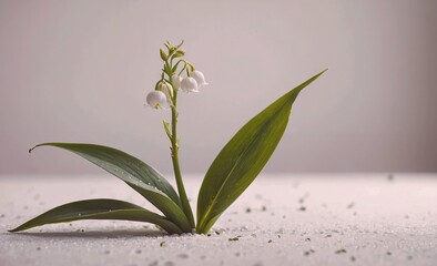 Small white flower is growing out of the ground in a sandy area. The flower is surrounded by a white background, which gives the image a serene and peaceful feeling. The flower's delicate appearance
