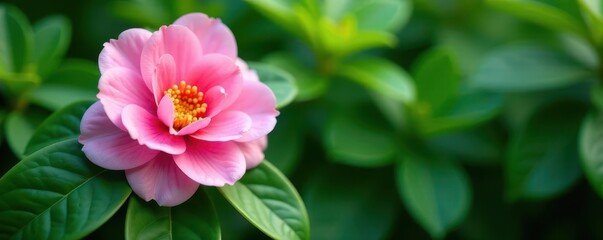 Obraz premium Delicate pink camellia, vibrant green foliage , floral, pink, lush