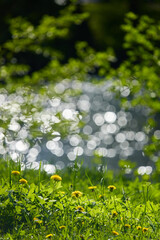 dandelions on the foreground, background of the glare of water on the lake in full focus on a sunny day