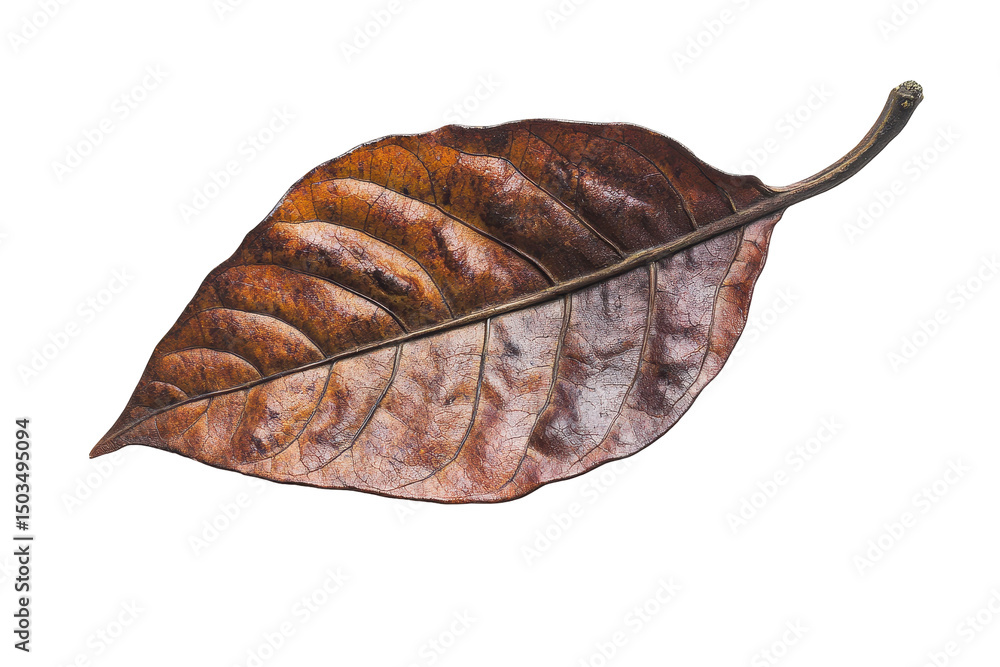 Poster Detailed close-up of a dried leaf with a transparent background showcasing intricate vein patterns and natural textures in a minimalist style