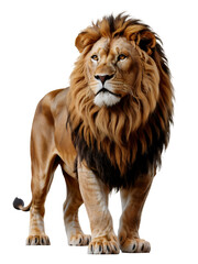 Obraz premium Majestic male lion with a thick, golden mane standing on a transparent background, concept for wildlife photography, animal documentaries, and nature conservation projects