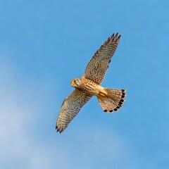 Fototapeta premium beautiful kestrel in flight on wings and tail clear sky background