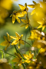 Obraz premium Tulip sylvestris blooming under warm sunlight on spring day, bottom closeup view. Bright yellow wild tulips in full bloom stretching their stems to the sun in meadow. 