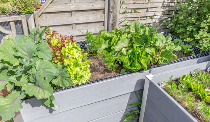 Kräuter, Salate und Gemüse im Hochbeet