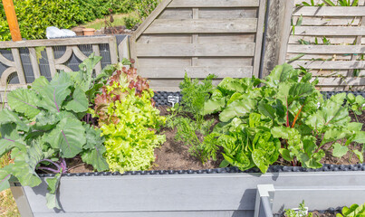 Kräuter, Salate und Gemüse im Hochbeet