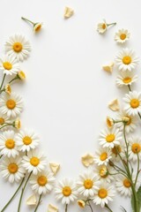 Fototapeta premium Elegant Flatlay Arrangement of White Flowers on Plain Background