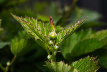 A CloseUp Image of Emerging Plant Buds Found in Lush Green Foliage in Natures Beauty