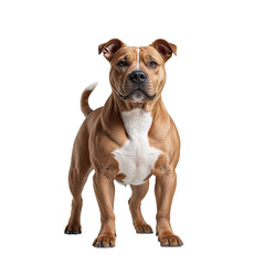 Fototapeta premium American Staffordshire Terrier on Black Background