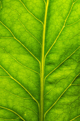 CloseUp of a Beautifully Vibrant Green Leaf Featuring Intricate and Detailed Veins