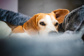 A Relaxed Beagle Dog is Gazing from a Cozy Blanket, Radiating Pure Comfort and Contentment