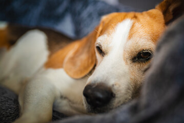 A Relaxed Beagle Dog, Comfortably Lying on a Cozy Couch, Fully Embracing a Leisurely Moment