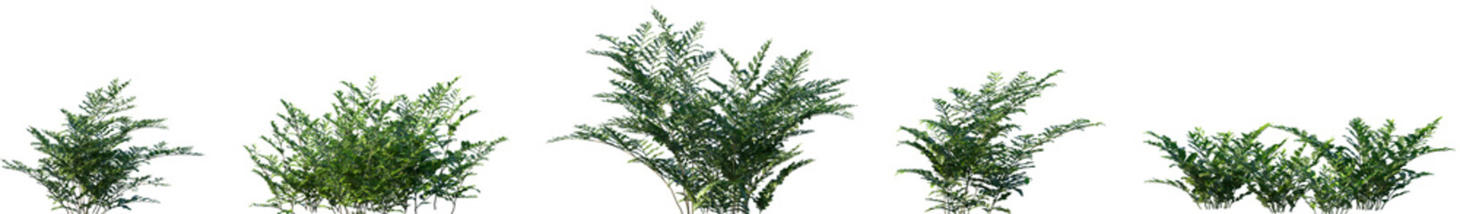 Set of Davallia mariesii (the squirrel's foot fern) frontal isolated png on a transparent background perfectly cutout high resolution © Viktoria