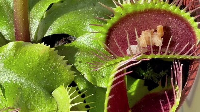 Prey being caught in trap leaves and snapped shut by the carnivorous plant Venus flytrap. Majorca Island, Spain.