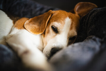 A relaxed Beagle dog is lying comfortably on a soft bed, enjoying its peaceful time