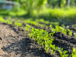 Young carrot seedlings growing in fertile soil in vegetable garden