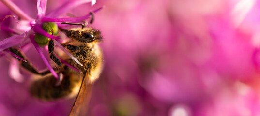 A beautiful bee diligently pollinating a vibrant flower in the splendid bloom of spring