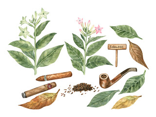Watercolor clip art of tobacco flowers and leaves, cigars, smoking pipe and tobacco. For perfumery projects, packaging, greeting cards, and more