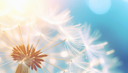 Close-Up of Dandelion Seed Head with Soft Backlight and Delicate Filaments