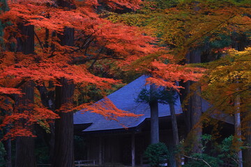 世界遺産　岩手県平泉町　紅葉の中尊寺