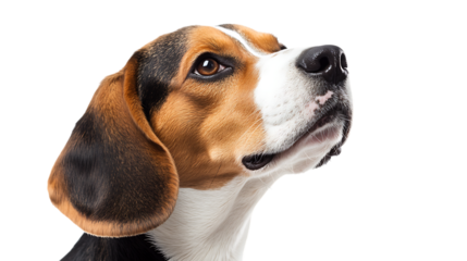 beagle dog isolated on white