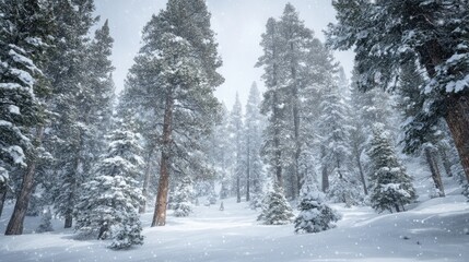 Winter Wonderland Snowy Forest Scene.