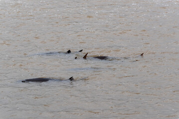 Lake Sturgeon Swimming In Open Water, Coming In For Spawning On Fox River At De Pere, Wisconsin, In...