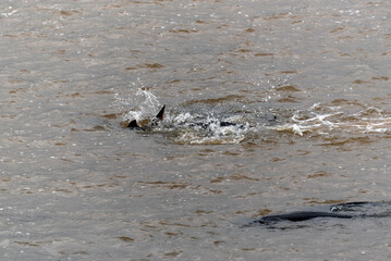 Lake Sturgeon Swimming In Open Water, Coming In For Spawning On Fox River At De Pere, Wisconsin, In Spring