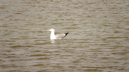 Mewa pływająca na wodzie © tomo81