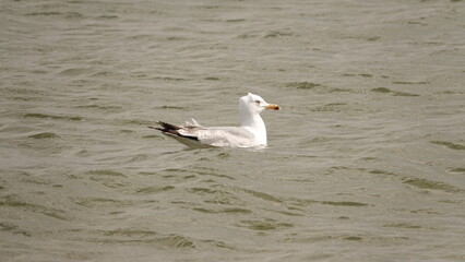 Mewa pływająca na wodzie © tomo81