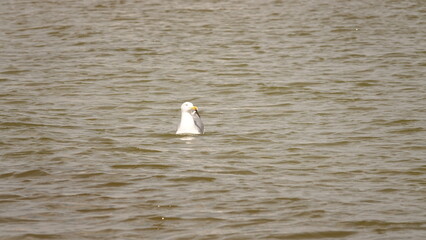 Mewa pływająca na wodzie © tomo81