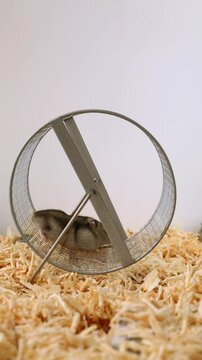 Dwarf hamster running steadily at bottom of wheel, maintaining consistent pace causing wheel to spin rapidly on bedding. Part 5 of 5