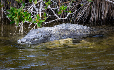 American Crocodile Mangroves