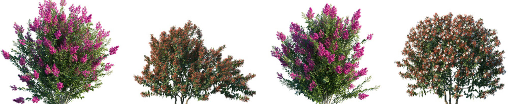 Set of Myrtle (Myrtus) and Glossy abelia blooming shrubs frontal isolated png on a transparent background perfectly cutout high resolution