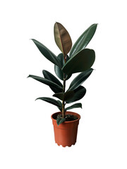 Ficus elastica houseplant with lush green leaves in decorative flowerpot, indoor plant image for home decor, lifestyle, botanical-themed design, isolated object soft selective focus, clipping path