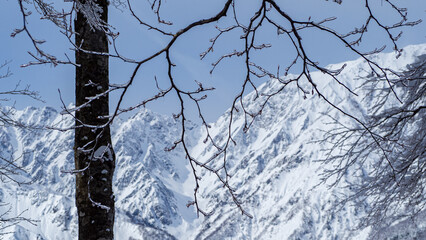 凍った枝　樹氷の木　長野県白馬村