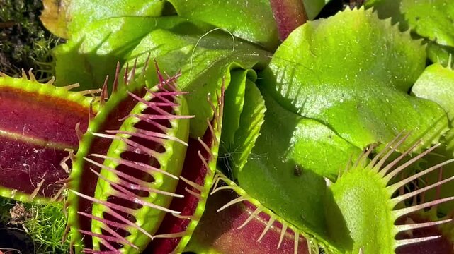 The slamming of the trap leaves of the carnivorous plant Venus flytrap. Majorca Island, Spain.