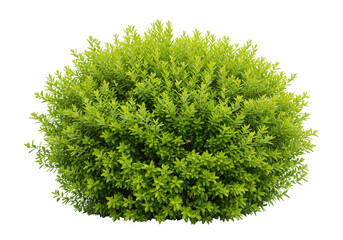 Fototapeta premium Lush green bush isolated on transparent background