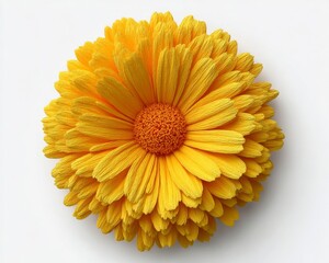 Yellow Textured Daisy Flower on White Background