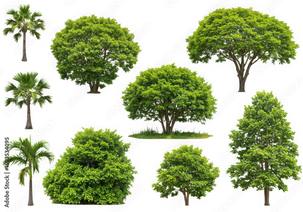 Poster collection of lush green trees and palm trees isolated on transparent background