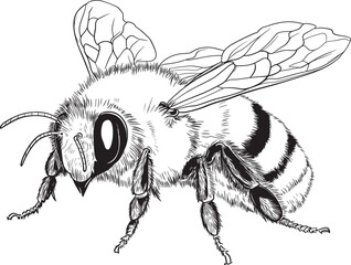 bee on white background