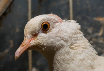 The African collared dove (Streptopelia roseogrisea). Keeping in captivity. A pet.