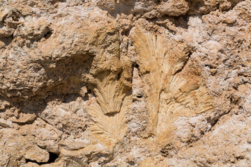 Fossil corals of the Red Sea. Ancient creatures, turned into stone. Reef corals.