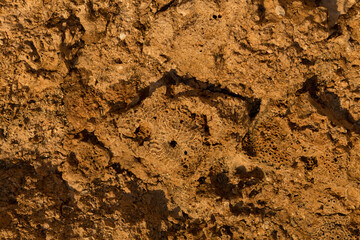 Fossil corals of the Red Sea. Ancient creatures, turned into stone. Reef corals.