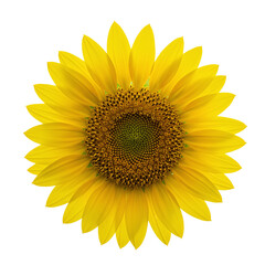 Fototapeta premium Bright Yellow Sunflower Isolated on White Background