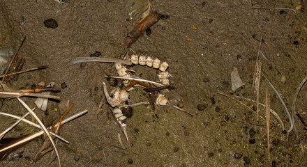 Environmental disaster. Dead fish. The shoreline of the lake. Death of animals.