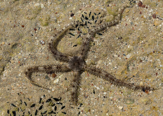 Ophiocoma scolopendrina in its natural habitat. African fauna of the Red Sea.